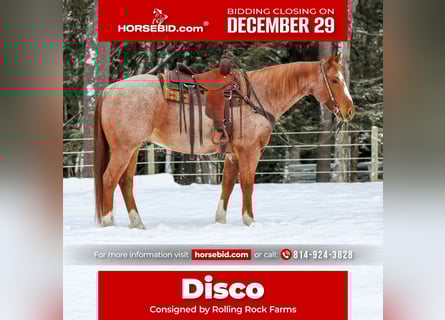 American Quarter Horse, Wałach, 12 lat, 155 cm, Kasztanowatodereszowata