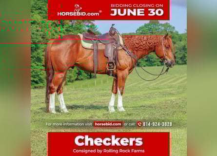 American Quarter Horse, Wałach, 12 lat, 157 cm, Cisawa