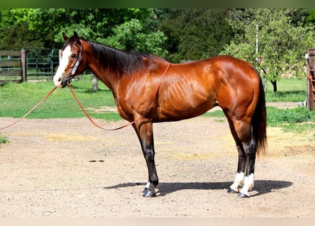 American Quarter Horse, Wałach, 12 lat, 157 cm, Gniada