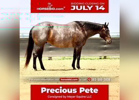 American Quarter Horse, Wałach, 12 lat, 157 cm, Karodereszowata
