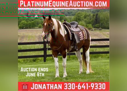 American Quarter Horse, Wałach, 12 lat, 157 cm, Tobiano wszelkich maści