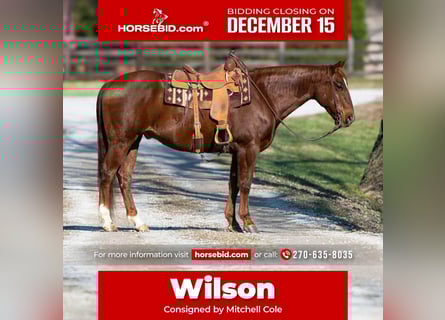 American Quarter Horse, Wałach, 12 lat, 160 cm, Cisawa