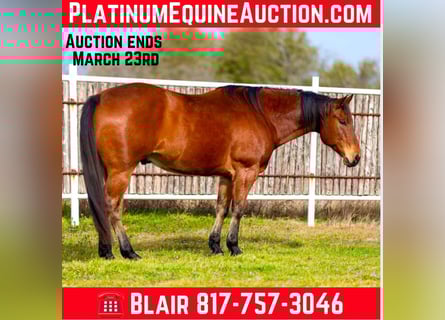 American Quarter Horse, Wałach, 12 lat, 160 cm, Gniada