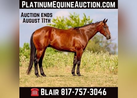American Quarter Horse, Wałach, 12 lat, 160 cm, Gniada