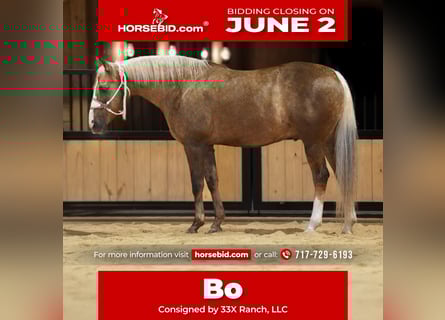 American Quarter Horse, Wałach, 12 lat, 160 cm, Izabelowata
