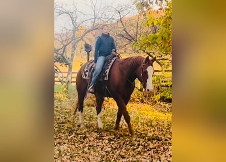 American Quarter Horse, Wałach, 12 lat, 163 cm, Ciemnokasztanowata