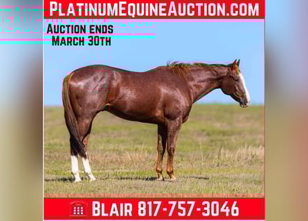 American Quarter Horse, Wałach, 12 lat, 163 cm, Ciemnokasztanowata