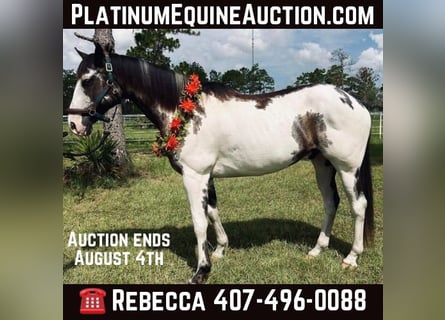 American Quarter Horse, Wałach, 12 lat, 165 cm, Overo wszelkich maści