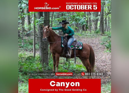 American Quarter Horse Mix, Wałach, 12 lat, Ciemnokasztanowata