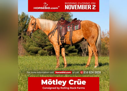 American Quarter Horse, Wałach, 12 lat, Izabelowata