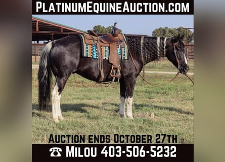 American Quarter Horse, Wałach, 12 lat, Tobiano wszelkich maści