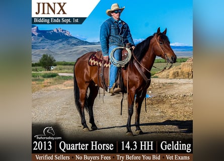 American Quarter Horse, Wałach, 13 lat, 150 cm, Gniada