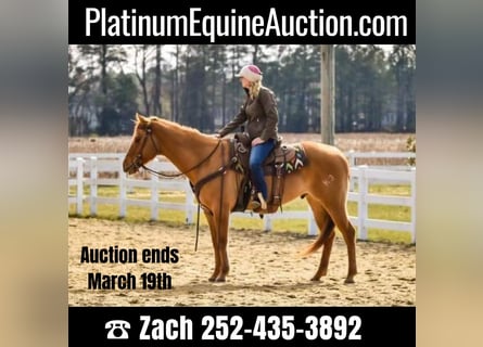 American Quarter Horse, Wałach, 13 lat, 152 cm, Bułana