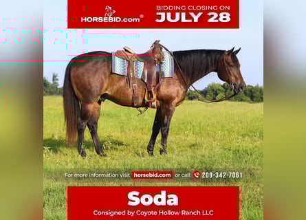 American Quarter Horse, Wałach, 13 lat, 152 cm, Gniada