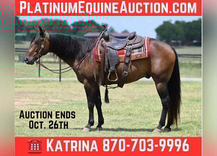 American Quarter Horse, Wałach, 13 lat, 152 cm, Gniada