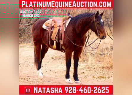 American Quarter Horse, Wałach, 13 lat, 152 cm, Gniada