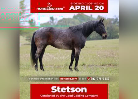 American Quarter Horse, Wałach, 13 lat, 152 cm, Gniadodereszowata