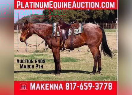 American Quarter Horse, Wałach, 13 lat, 152 cm, Gniadodereszowata