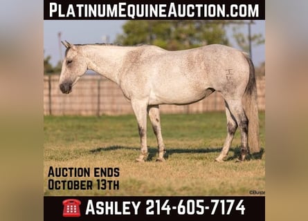 American Quarter Horse, Wałach, 13 lat, 152 cm, Siwa
