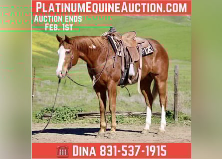 American Quarter Horse, Wałach, 13 lat, 155 cm, Overo wszelkich maści