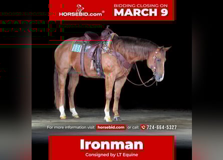 American Quarter Horse, Wałach, 13 lat, 157 cm, Ciemnokasztanowata