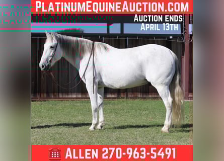 American Quarter Horse, Wałach, 13 lat, 157 cm, Siwa