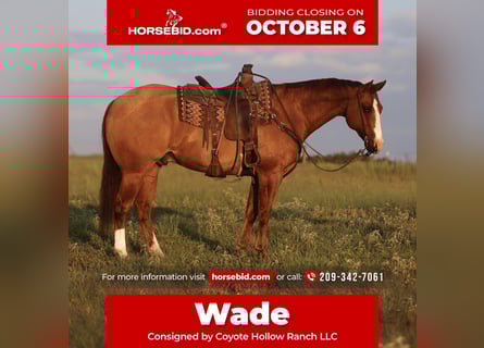 American Quarter Horse, Wałach, 13 lat, 160 cm, Bułana