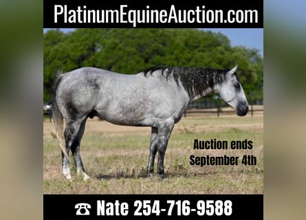 American Quarter Horse, Wałach, 13 lat, 160 cm, Siwa jabłkowita