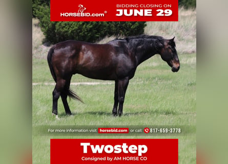 American Quarter Horse, Wałach, 13 lat, Gniada