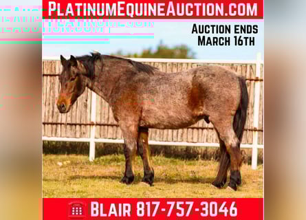 American Quarter Horse, Wałach, 13 lat, Gniadodereszowata