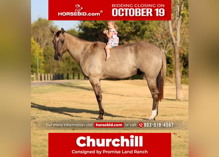 American Quarter Horse, Wałach, 13 lat, Grullo