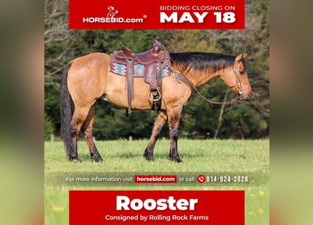 American Quarter Horse, Wałach, 13 lat, Jelenia