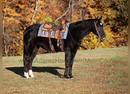 American Quarter Horse, Wałach, 13 lat, Kara