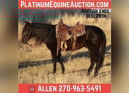 American Quarter Horse, Wałach, 13 lat, Kara