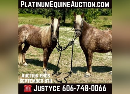 American Quarter Horse, Wałach, 14 lat, 122 cm, Gniada