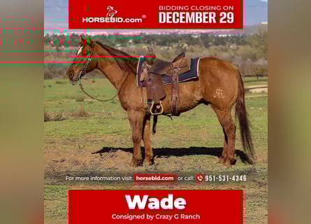 American Quarter Horse, Wałach, 14 lat, 150 cm, Bułana