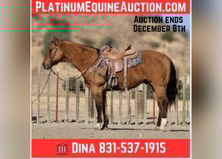 American Quarter Horse, Wałach, 14 lat, 152 cm, Bułana