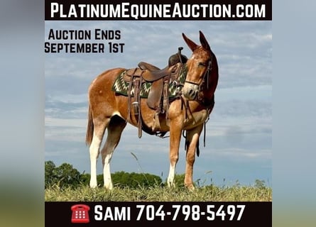 American Quarter Horse, Wałach, 14 lat, 152 cm, Ciemnokasztanowata