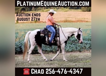 American Quarter Horse, Wałach, 14 lat, 152 cm, Tobiano wszelkich maści