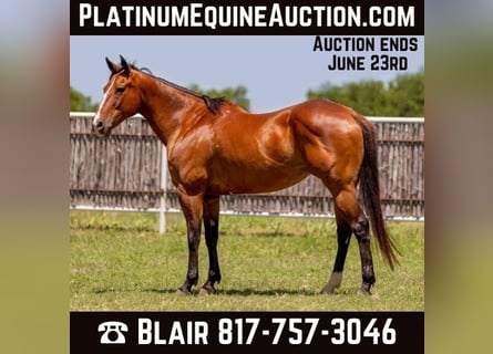 American Quarter Horse, Wałach, 14 lat, 155 cm, Gniada