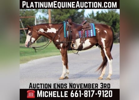 American Quarter Horse, Wałach, 14 lat, 157 cm, Overo wszelkich maści