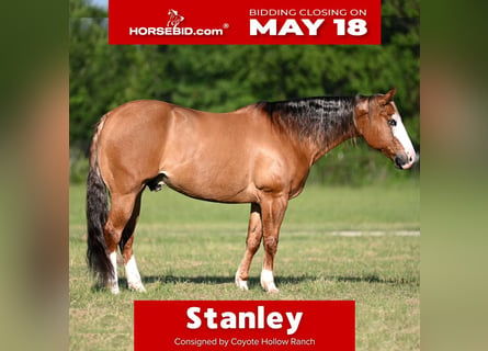 American Quarter Horse, Wałach, 14 lat, Bułana