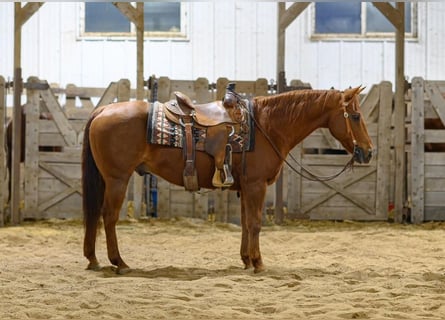 American Quarter Horse, Wałach, 14 lat, Cisawa