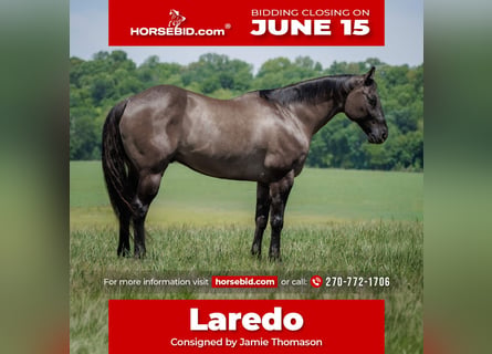 American Quarter Horse, Wałach, 14 lat, Grullo