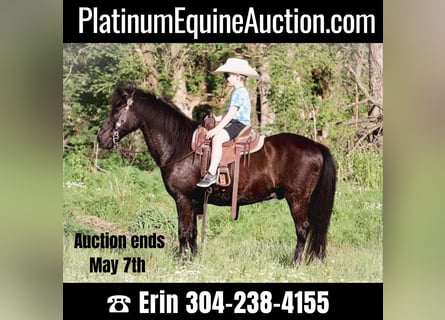 American Quarter Horse, Wałach, 14 lat, Kara