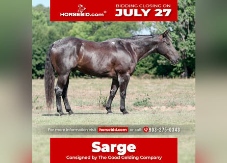 American Quarter Horse Mix, Wałach, 14 lat, Karodereszowata