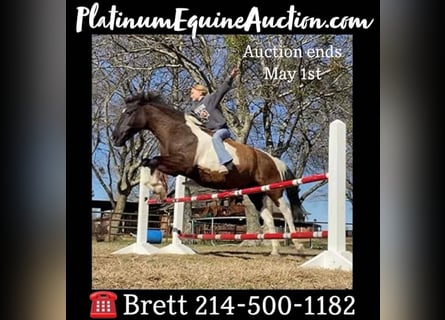 American Quarter Horse, Wałach, 15 lat, 137 cm, Kara