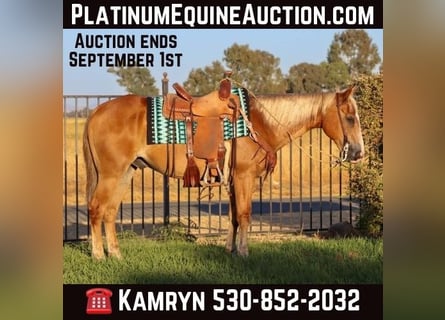 American Quarter Horse, Wałach, 15 lat, 147 cm, Ciemnokasztanowata