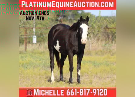 American Quarter Horse, Wałach, 15 lat, 150 cm, Overo wszelkich maści