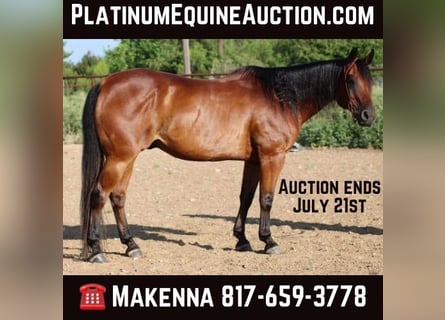 American Quarter Horse, Wałach, 15 lat, 152 cm, Gniada